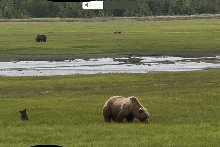 Bear Viewing at Lake Clark National Park from Homer, AK