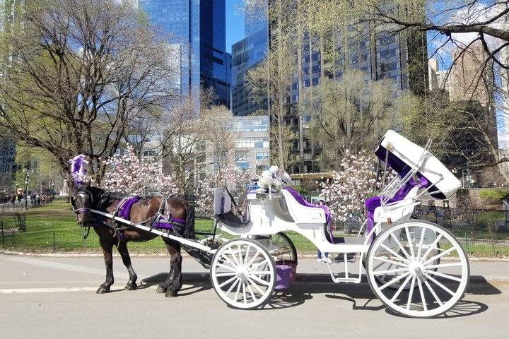Private Guided Horse Drawn Carriage Rides Through Central Park