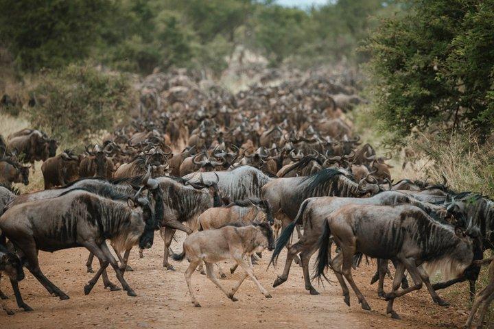 8 Days Tarangire Ngorongoro and Serengeti Great Migration Safari