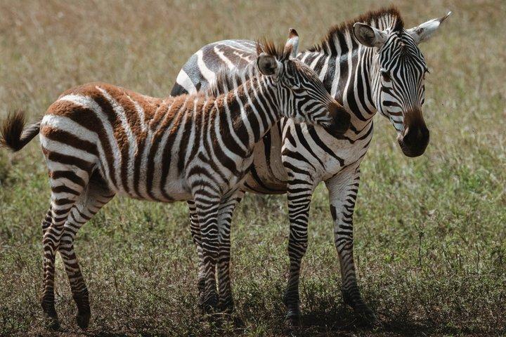 8 Days Tarangire Ngorongoro and Serengeti Great Migration Safari