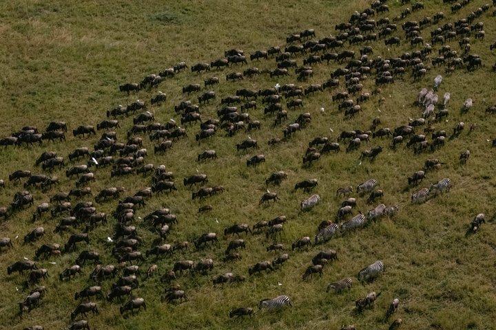 8 Days Tarangire Ngorongoro and Serengeti Great Migration Safari