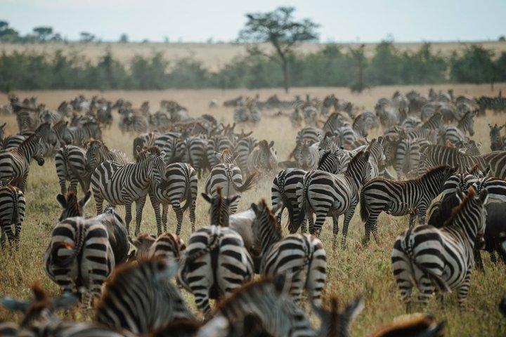 8 Days Tarangire Ngorongoro and Serengeti Great Migration Safari
