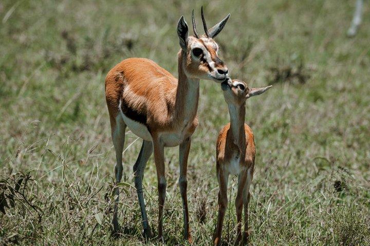 8 Days Tarangire Ngorongoro and Serengeti Great Migration Safari