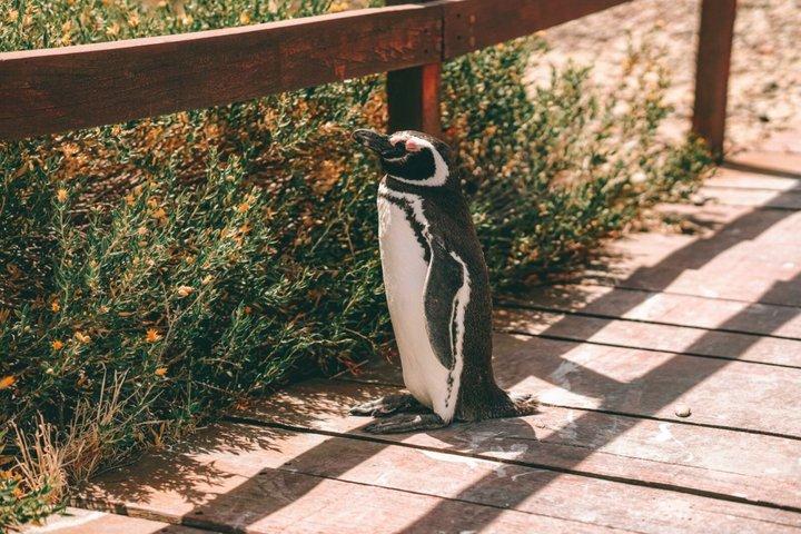Puerto Madryn Full Day Excursion to Punta Tombo