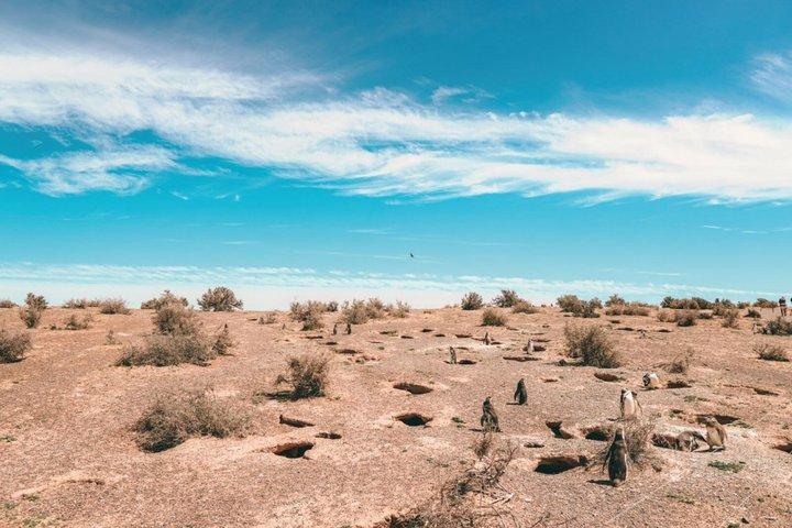 Puerto Madryn Full Day Excursion to Punta Tombo