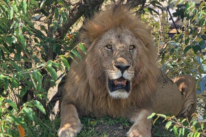 3 Days 2 Nights Maasai Mara Group Joining Safari