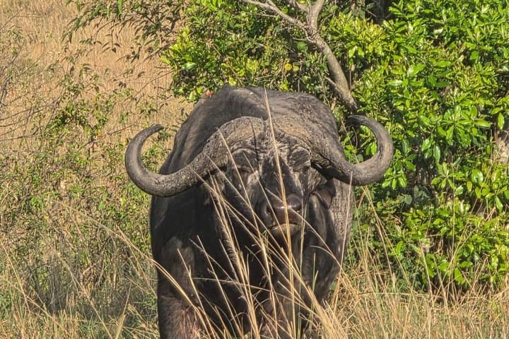 3 Days 2 Nights Maasai Mara Group Joining Safari