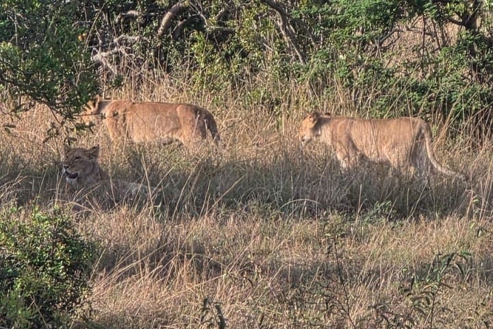 3 Days 2 Nights Maasai Mara Group Joining Safari