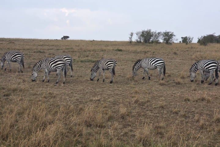 3 Days 2 Nights Maasai Mara Group Joining Safari