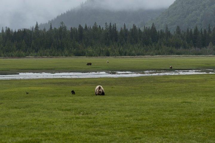 Bear Viewing at Lake Clark National Park from Homer, AK