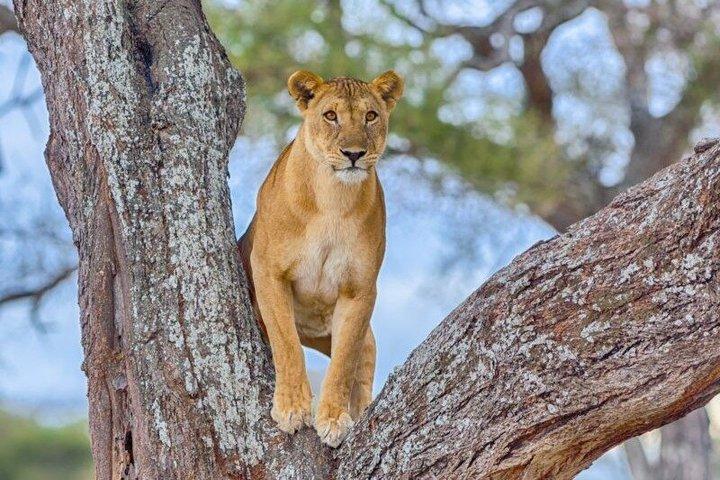 Tarangire National Park Day Trip