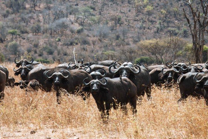 5 Day Mkomazi Rhino Safari