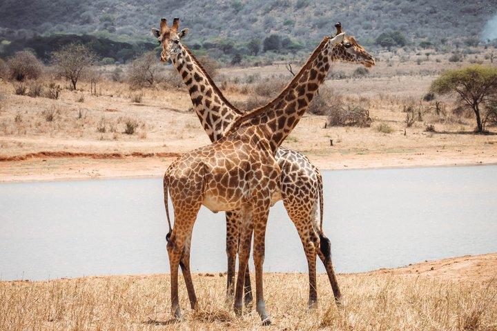 5 Day Mkomazi Rhino Safari