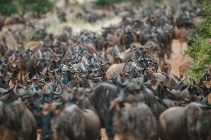 Serengeti Mara River Crossing Ngorongoro and Tarangire Safari