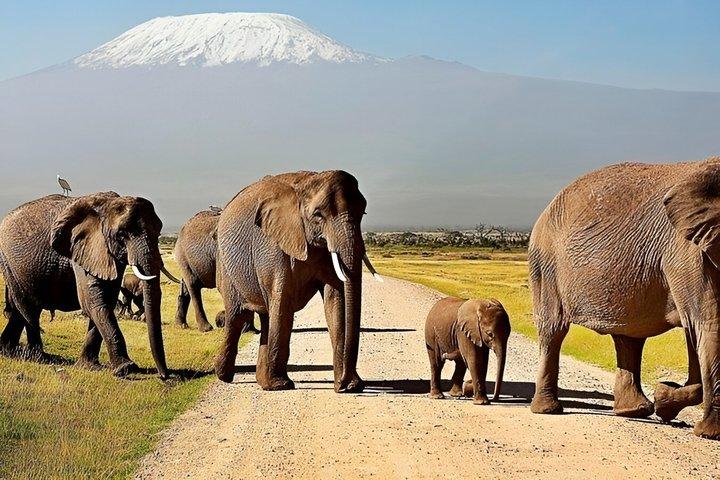Explore Amboseli Kenya with Guided 4WD Tour