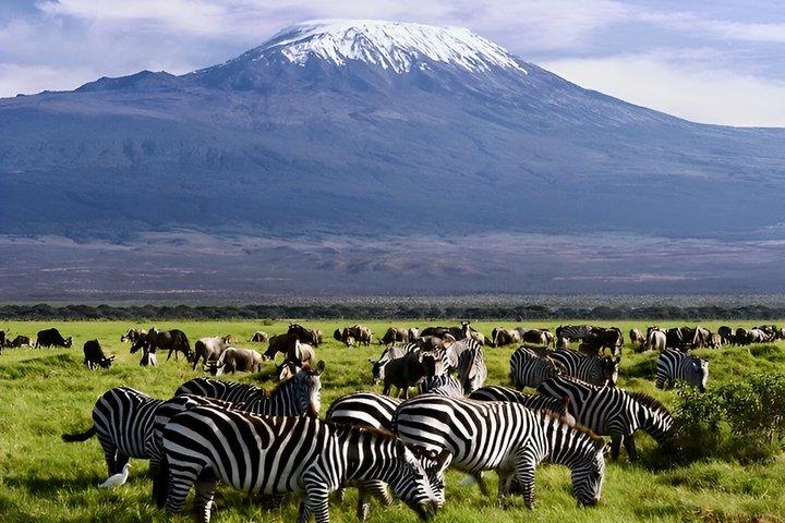 Explore Amboseli Kenya with Guided 4WD Tour
