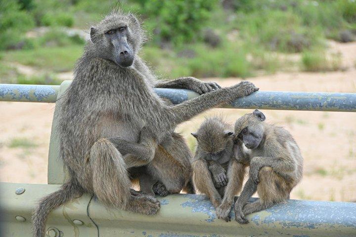 2 Day Tour Tsavo East Safari from Mombasa