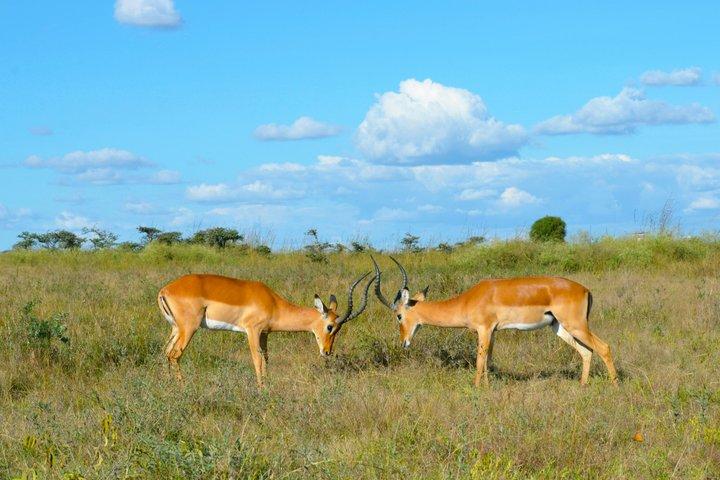 2 Day Tour Tsavo East Safari from Mombasa