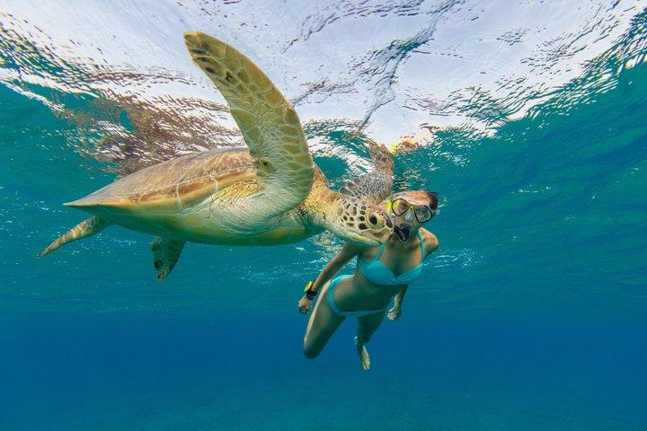 Snorkel with Turtles at WW2 Shipwreck Includes Sunset & BBQ