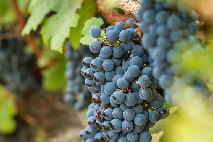 Winery Tour and Local Wine Tasting in Ischia