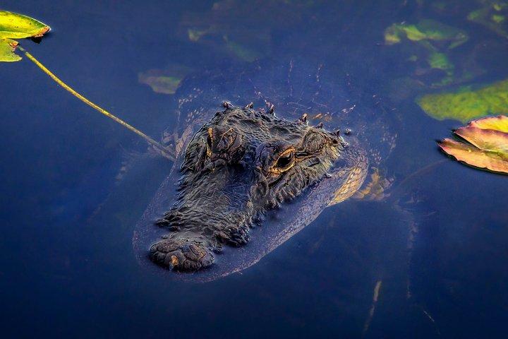 Miami Everglades National Park Half Day Small Group Tour