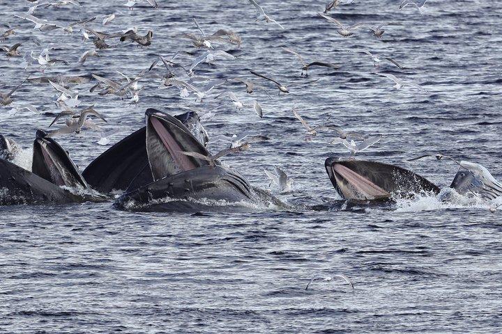 Whales and Lunch! Ketchikan's Premier Marine Mammal Viewing Tour