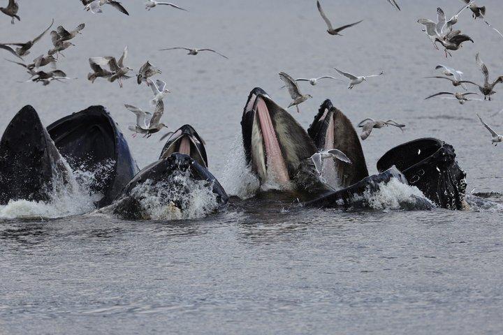 Whales and Lunch! Ketchikan's Premier Marine Mammal Viewing Tour