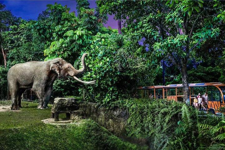 Night Safari Singapore Tickets with Tram Ride Experience