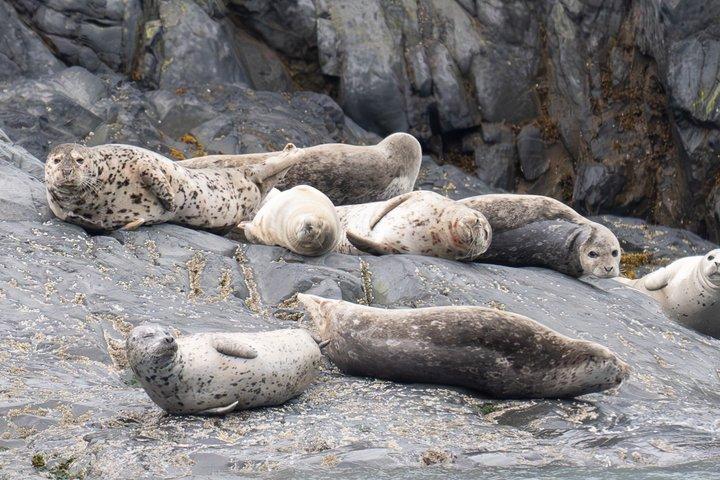 Prince William Sound 26 Glacier Cruise and Coach Package