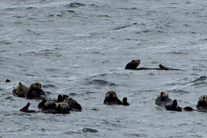 Prince William Sound 26 Glacier Cruise and Coach Package