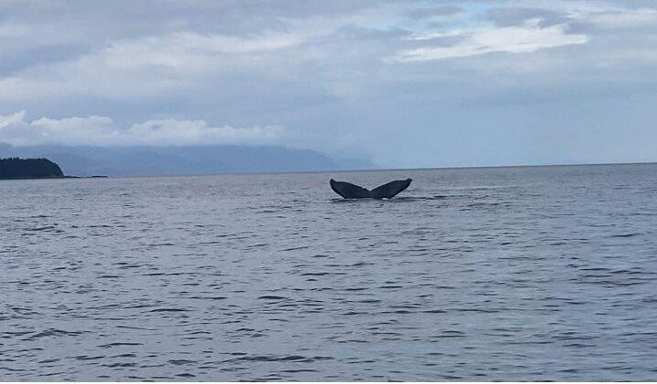 Whale Watching With a Peek at the Mendenhall Glacier