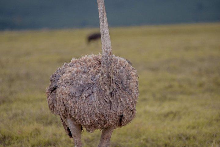 Luxury Private Safari Escape to Ngorongoro Crater –All Inclusive