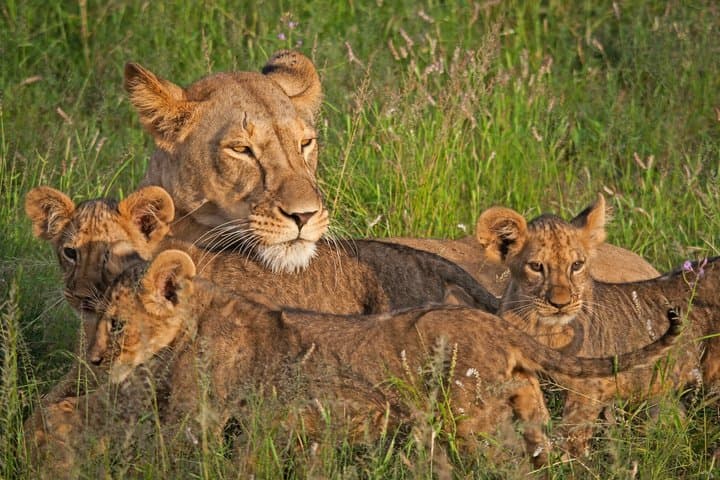 Samburu Game Reserve and Ol Pejeta Conservancy 4 Days Experience
