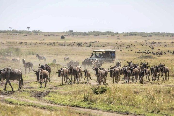 3 Day Maasai Mara Group Safari Big Five Adventure from Nairobi
