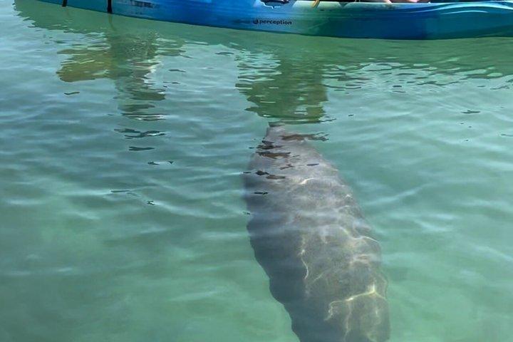 Mangroves & Midnight Pass Beach Kayak Tour