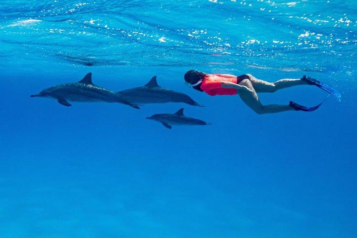 Dolphin house VIP trip in hurghada with snorkeling & lunch