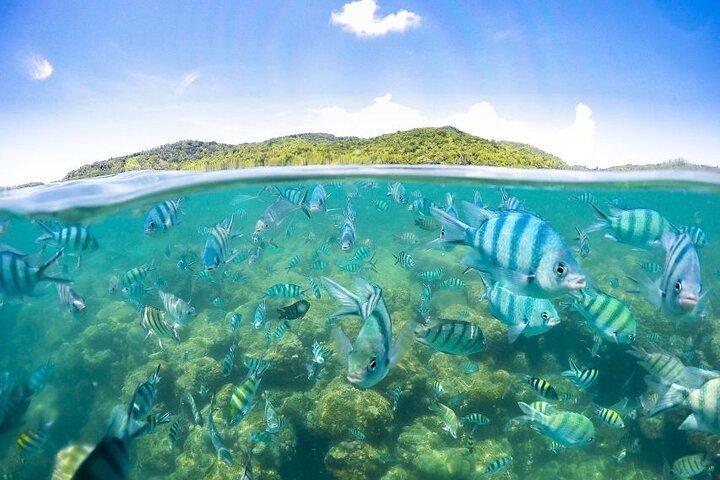 Koh Madsum Pig island and Koh Tan Half Day tour by Speed boat