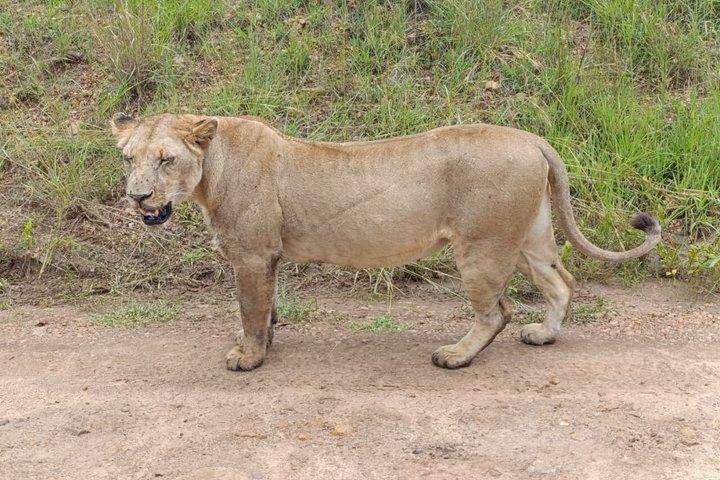 Flying Day Tour Package To Maasai Mara Reserve