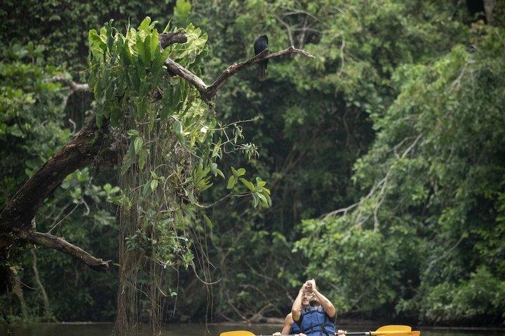 Kayak Tour in Tortuguero Canals with Tourist Guide