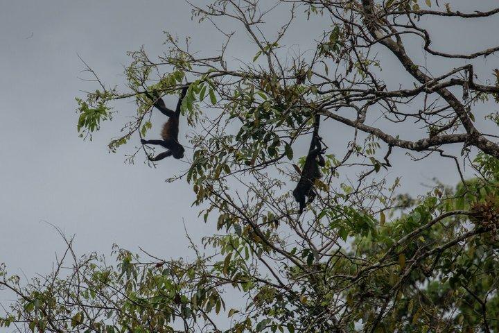 Kayak Tour in Tortuguero Canals with Tourist Guide