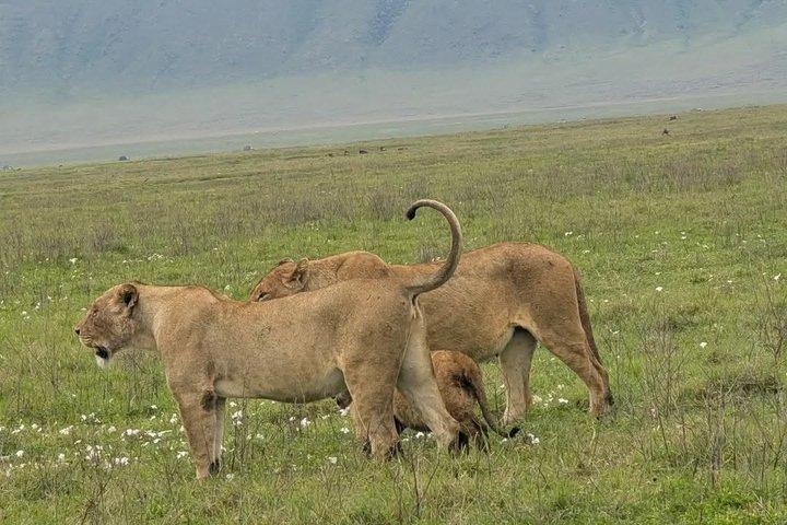 6 Days Ndutu Wildebeest Migration Dec-March