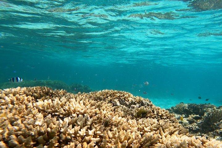Full Day Water Taxi to Amedee Island from Noumea