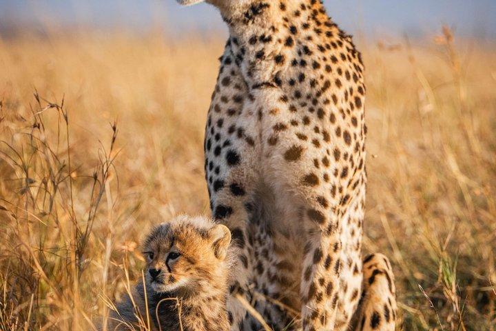 14 Day Adventures in East Africa