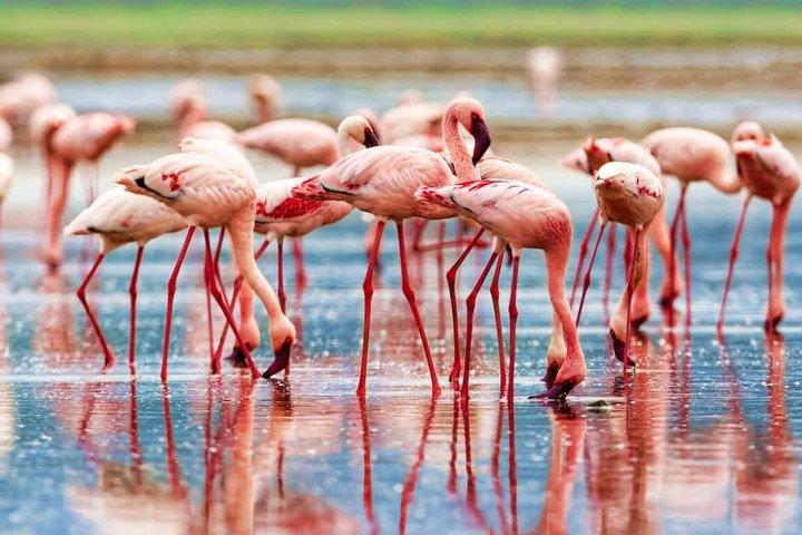2 Day Private Safari Tour of Lake Nakuru National Park