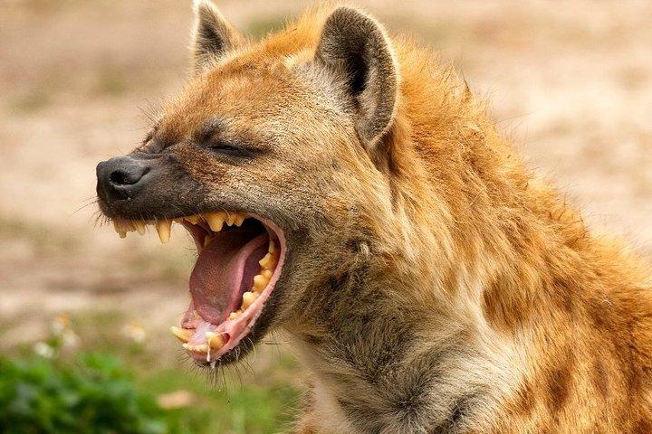 2 Day Private Safari Tour of Lake Nakuru National Park