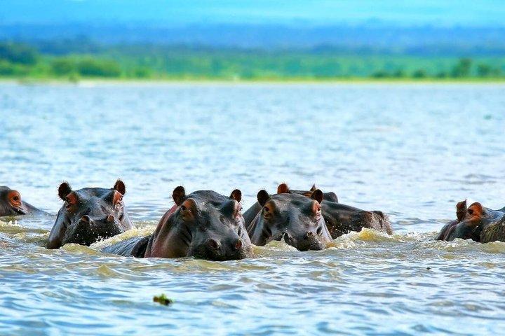 2 Day Private Safari Tour of Lake Nakuru National Park