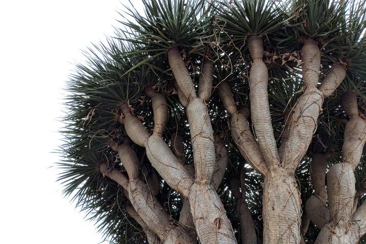 From North Tenerife: Teide, Icod, Garachico & Los Gigantes