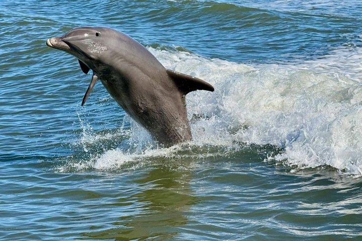 Dolphin Watch Eco Shelling Cruise to Keewaydin Island