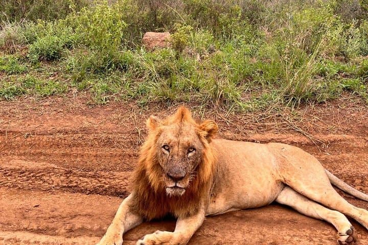 3 Days and 2 Nights Private Maasai Mara Safari