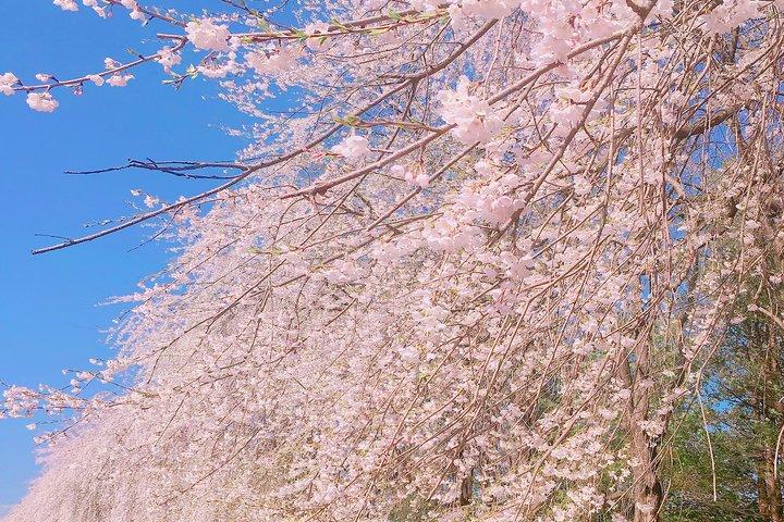 Eden Cherry Blossom and Nami Island Tour from Seoul